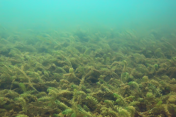Fototapeta premium ecosystem underwater pond / landscape underwater photo diving in fresh water, green world algae and fish in river depth