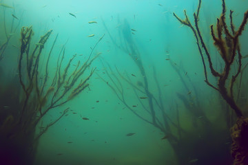 Fototapeta na wymiar mangrove forest underwater photo / flooded trees, unusual underwater landscape, ecosystem nature underwater