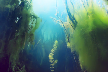 ecosystem underwater pond / landscape underwater photo diving in fresh water, green world algae and...