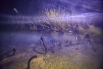 underwater release of hydrogen sulfide / underwater world, hydrogen sulphide poisons the pond