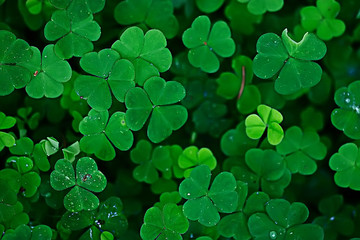 background green shamrock/ nature background, fresh green juicy color, shamrock plant