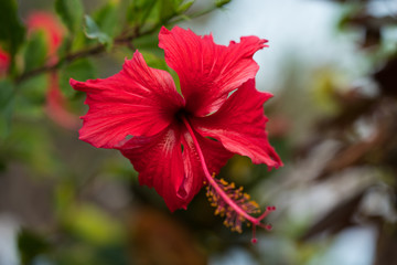 Hibiscus flower.