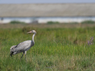 Common crane, Grus grus