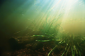 Fototapeta na wymiar underwater freshwater green landscape / underwater landscape of the lake ecosystem, algae, green water, fresh water