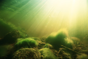 underwater freshwater green landscape / underwater landscape of the lake ecosystem, algae, green water, fresh water