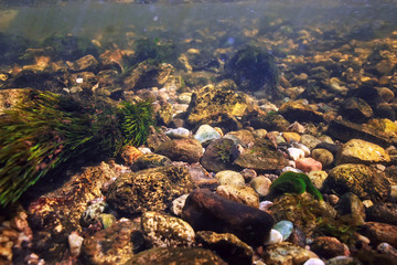 underwater mountain clear river / underwater photo in a freshwater river, fast current, air bubbles by water, underwater ecosystem landscape