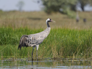 Naklejka premium Żuraw zwyczajny, Grus grus