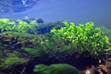 algae in the ocean underwater photo / landscape ecosystem of the ocean, green algae underwater