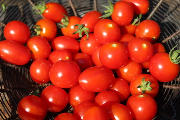 Freshly picked tomatoes from the vegetable garden: organic food, home grown.