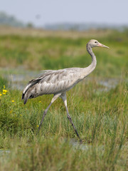 Obraz na płótnie Canvas Common crane, Grus grus