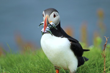 Cute puffins eating fish in Mykines, Faroe Islands