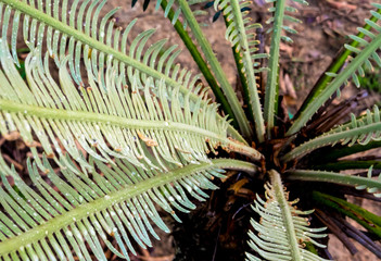The pinnately compound leaves of Cycas siamensis plant with water droplet