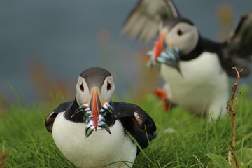 Cute puffins eating fish in Mykines, Faroe Islands