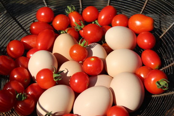 Eggs from the henhouse, tomatoes from the vegetable garden: organic home grown food