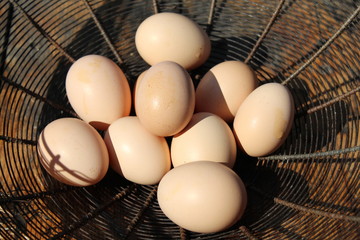 Freshly laid pink eggs close up. organic bio food