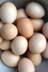 Fresh eggs from the henhouse: organic food