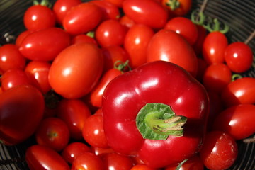 Freshly picked tomatoes from the vegetable garden: organic food, home grown.