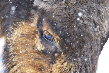 Aurochs bison in nature / winter season, bison in a snowy field, a large bull bufalo