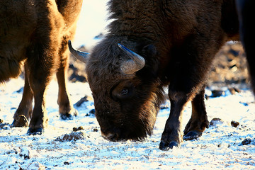 Aurochs bison in nature / winter season, bison in a snowy field, a large bull bufalo