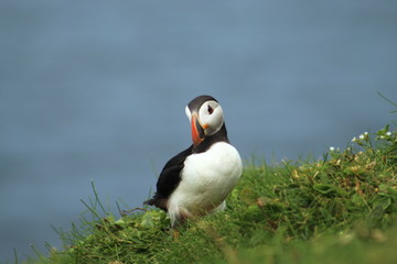 Cute puffins in Mykines, Faroe Islands