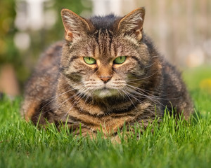 Naklejka na ściany i meble Grumpy looking tabby cat on the lawn