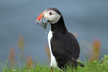 Cute puffins in Mykines, Faroe Islands