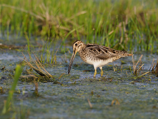 Common snipe, Gallinago gallinago