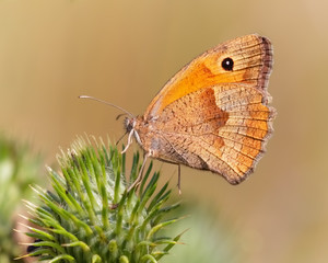 Großes Ochsenauge auf Distel