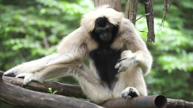 Gibbons