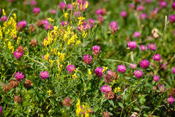 Wildflowers in the steppe Clover