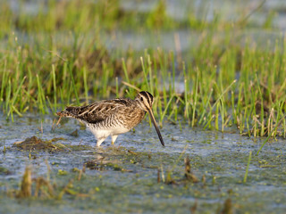 Common snipe, Gallinago gallinago