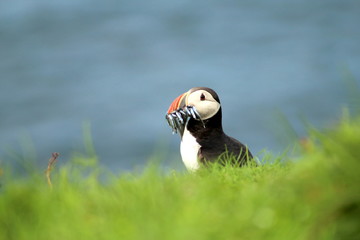 Cute puffins in Mykines, Faroe islands
