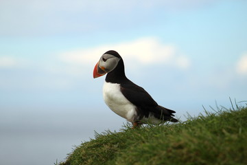 Cute puffins in Mykines, Faroe islands