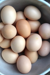 Freshly laid pink eggs close up. organic bio food