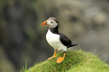 Cute puffins in Mykines, Faroe islands