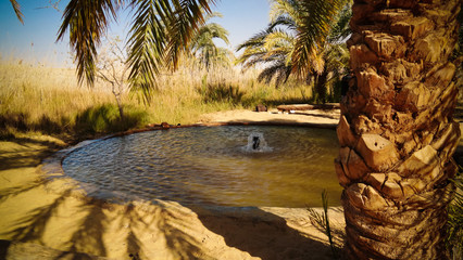 Landscape with hot spring, Siwa oasis at Egypt - obrazy, fototapety, plakaty