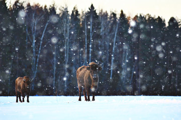 Aurochs bison in nature / winter season, bison in a snowy field, a large bull bufalo