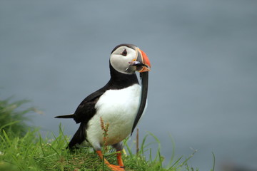Cute puffins eating fish in Mykines, Faroe islands