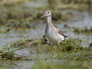 Greenshank, Tringa nebularia