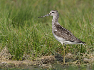 Greenshank, Tringa nebularia