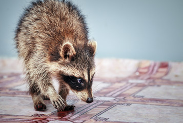 portrait of little playful racoon animal, close up