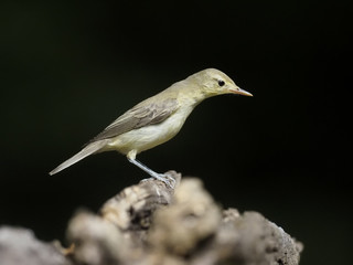 Icterine warbler, Hippolais icterina