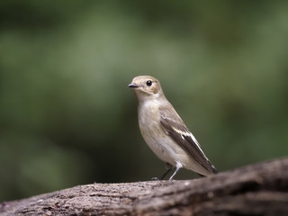 Pied flycatcher, Ficedula hypoleuca