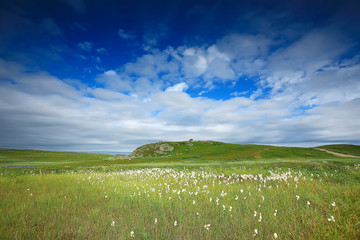 Fototapeta premium landscape tundra / summer landscape in the north tundra, moss, ecosystem