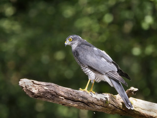 Sparrowhawk, Accipiter nisus