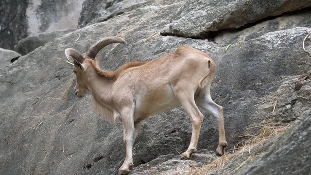 Barbary sheep