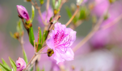 Close up of the pink royal azalea flower or cheoljjuk in Korea language bloom around the hillside in Hwangmaesan Country Park, South Korea