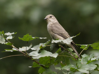 Spotted flycatcher, Muscicapa striata