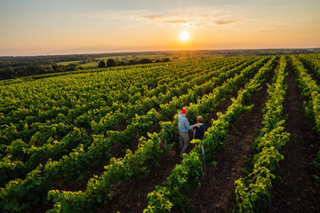 Top view. A winegrower and young son in their vines at sunset