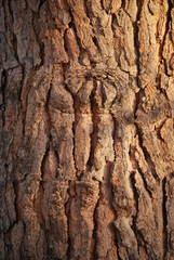 Pine Tree Bark